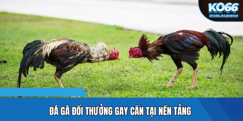 Đá gà đổi thưởng gay cấn tại KO66